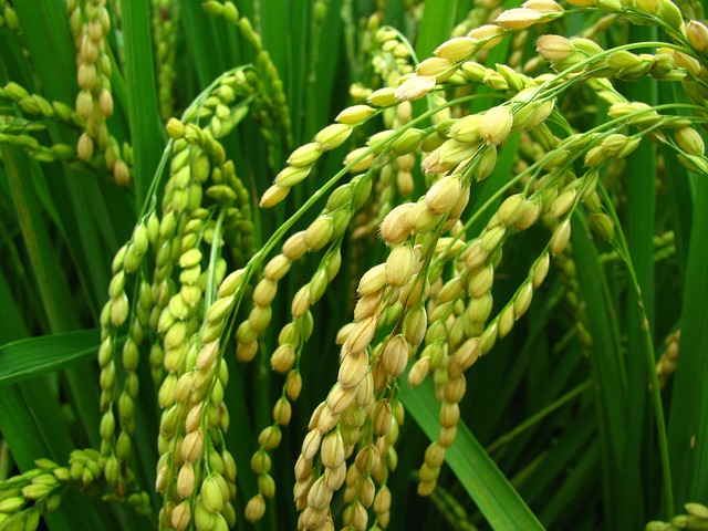 rice-plant